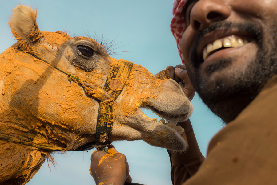 Al Wathba Camel Race