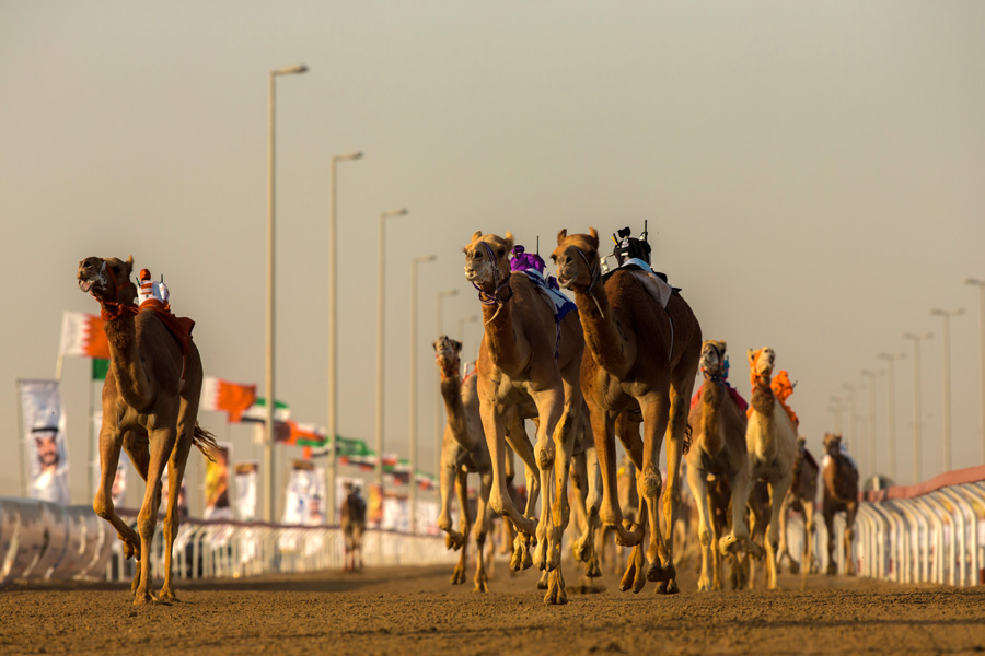 Camels racing towards the finish line at Al Wathba Camel Race in Abu Dhabi